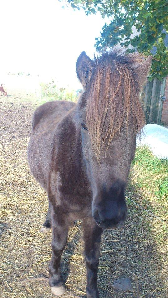 Islænder Vólva Fra Jotunheim billede 11