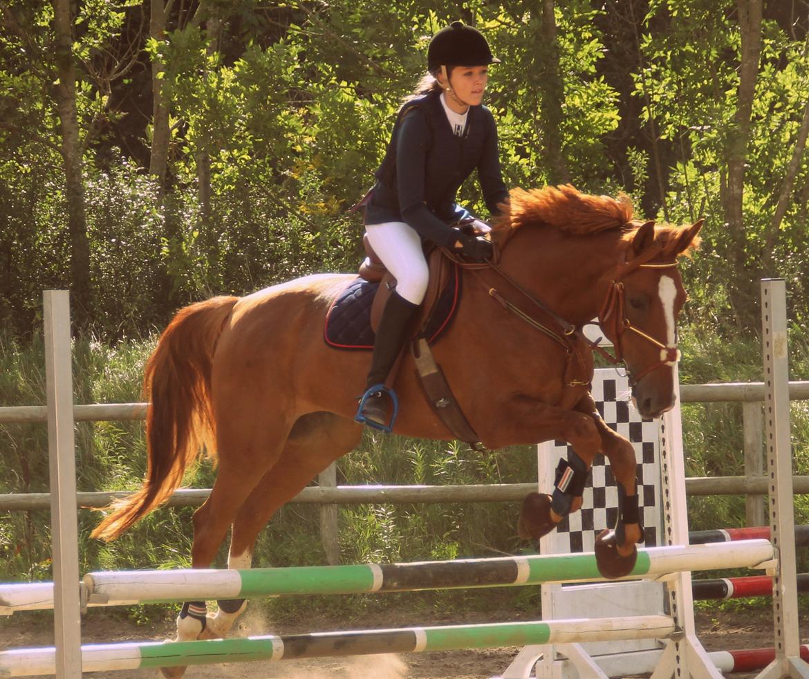 Fransk Varmblod Pickpocket - stævne på Hørsholm rideklub 70 cm <3 billede 11