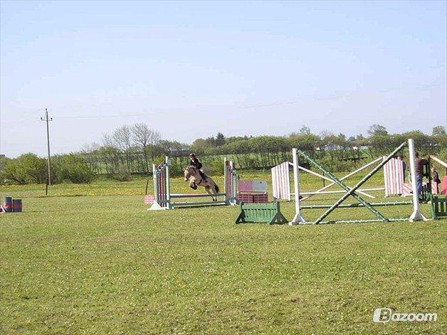 Fjordhest Thea billede 13