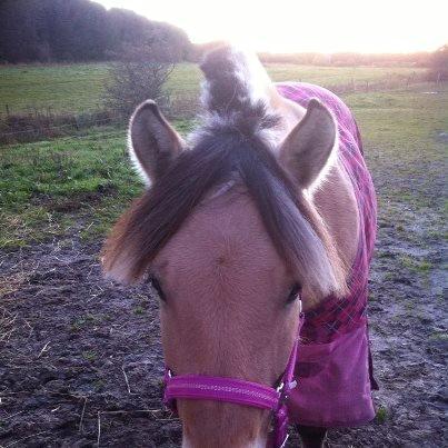 Fjordhest Thea - minskat<3 billede 14