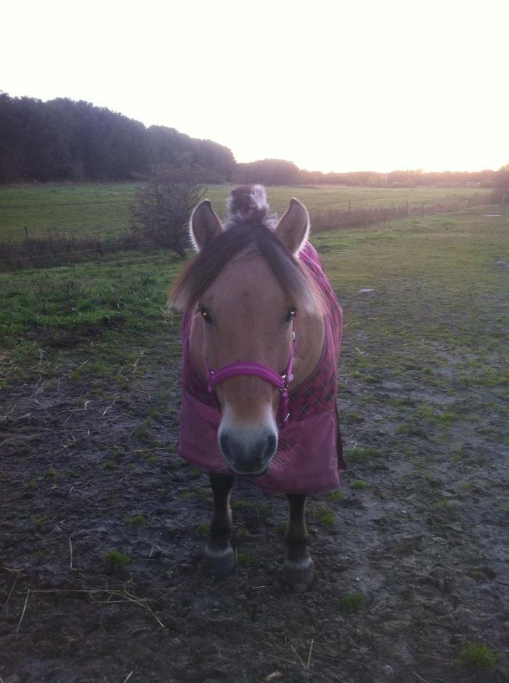 Fjordhest Thea billede 15