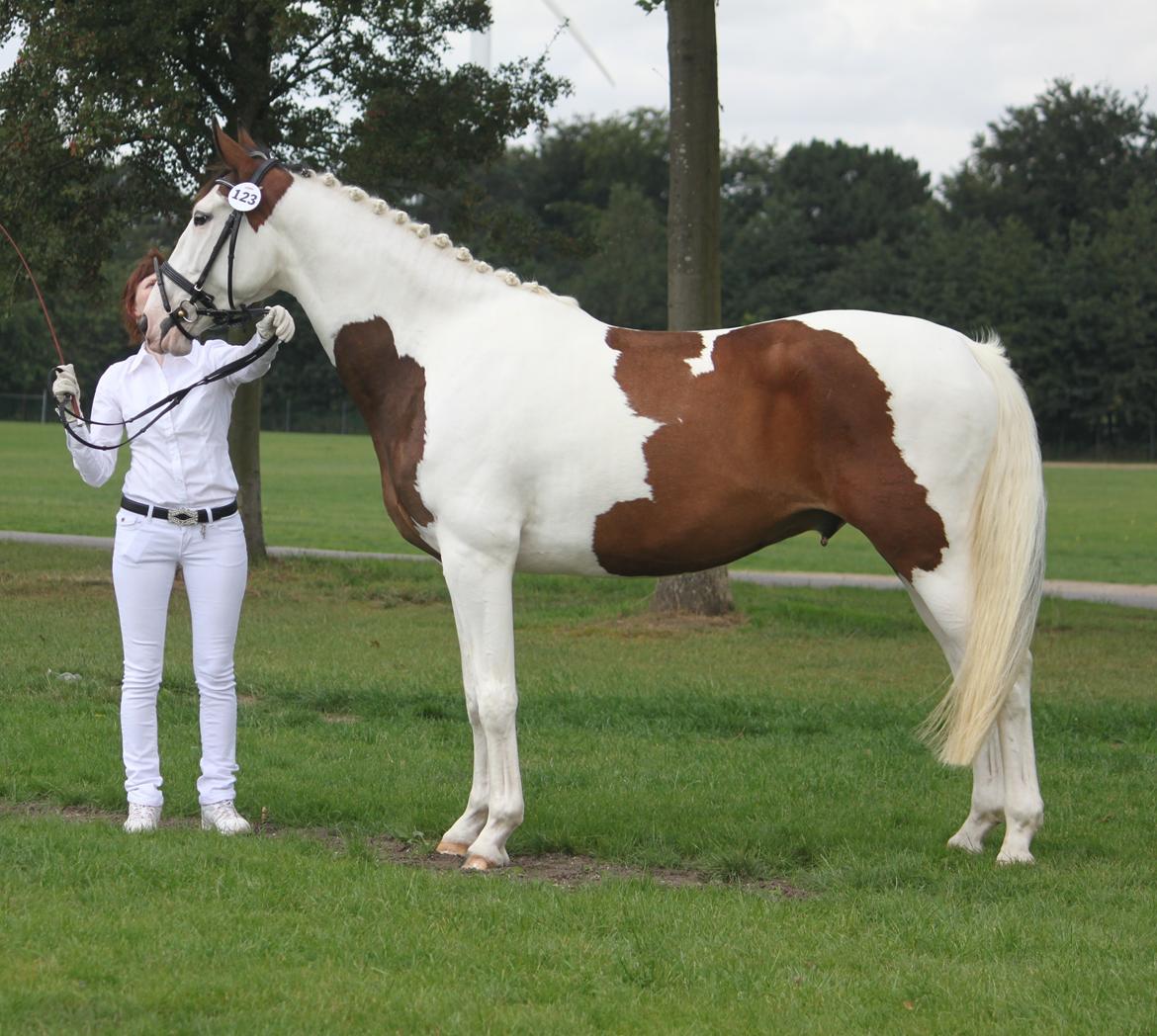 Pinto Enekær's Sambatino *Årets land og fritid hest* - St. hestedag 2012 billede 19