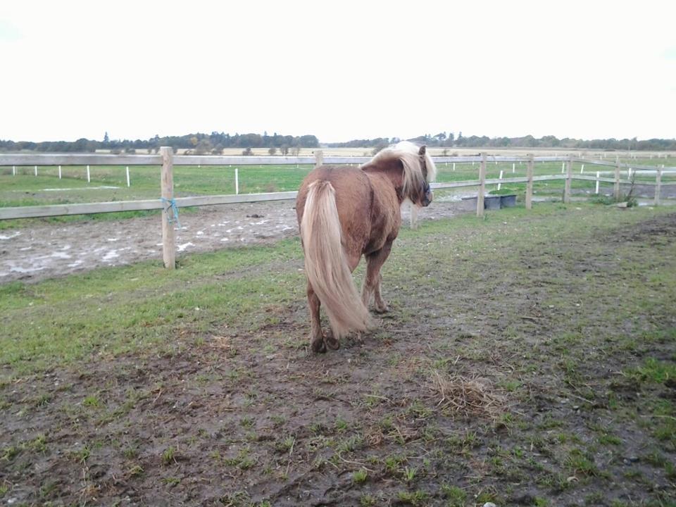 Islænder Eva From Skive ( R.I.P ) billede 7