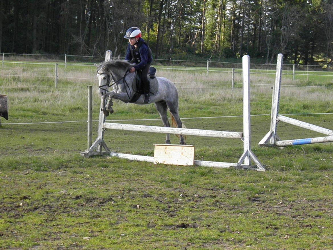 Welsh Partbred (Sec F) klintholms miss amy.    Solgt billede 13
