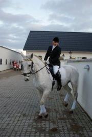 Dansk Varmblod Smirnoff (himmel hest <3) - jule opvisning billede 2