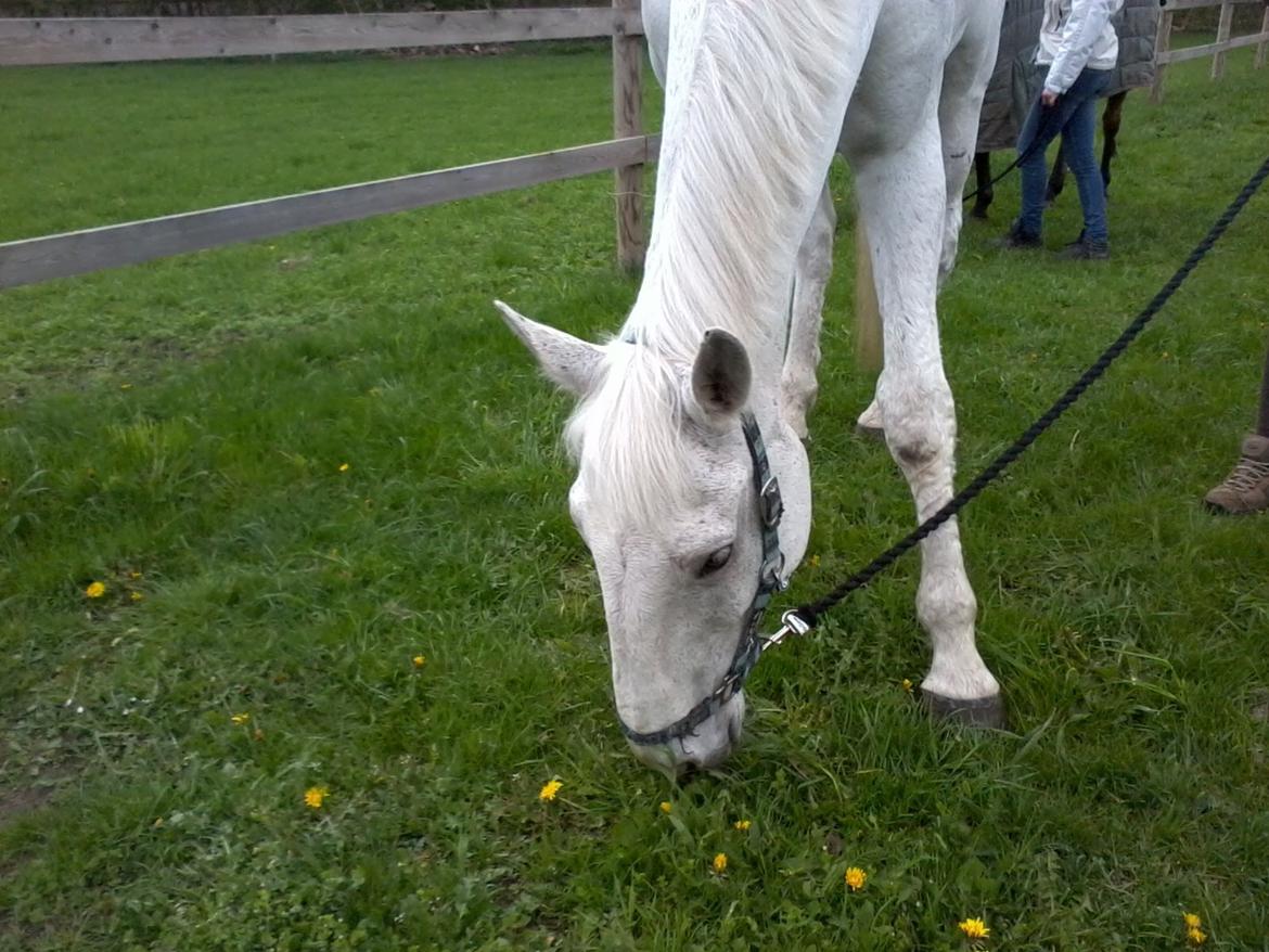Dansk Varmblod Smirnoff (himmel hest <3) - Hvis perfekt er, hvad du søger efter, så bare forblive den samme. billede 5