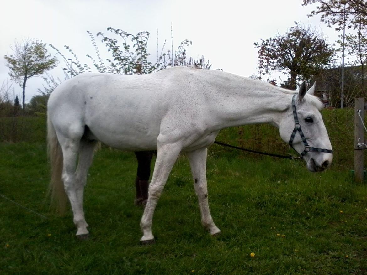Dansk Varmblod Smirnoff (himmel hest <3) - Du har givet mig kærlighed og smerte, men du vil altid have den varmeste plads i mit hjerte <3 billede 6
