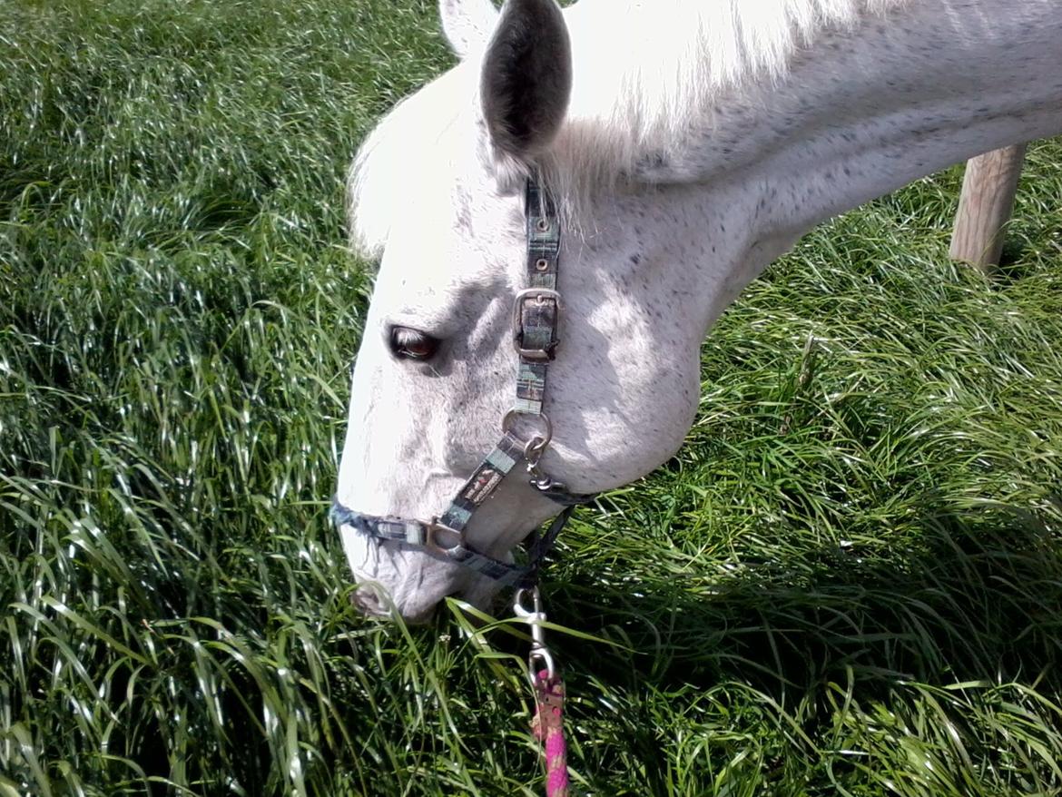 Dansk Varmblod Smirnoff (himmel hest <3) - De værste sår er dem der ikke bløder billede 7