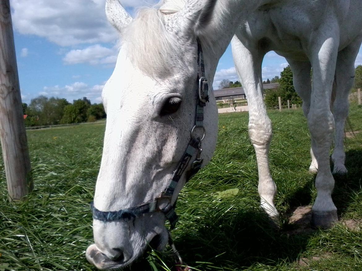 Dansk Varmblod Smirnoff (himmel hest <3) - wherever you go, whatever you do, i will be right here waiting for you! <3 billede 8
