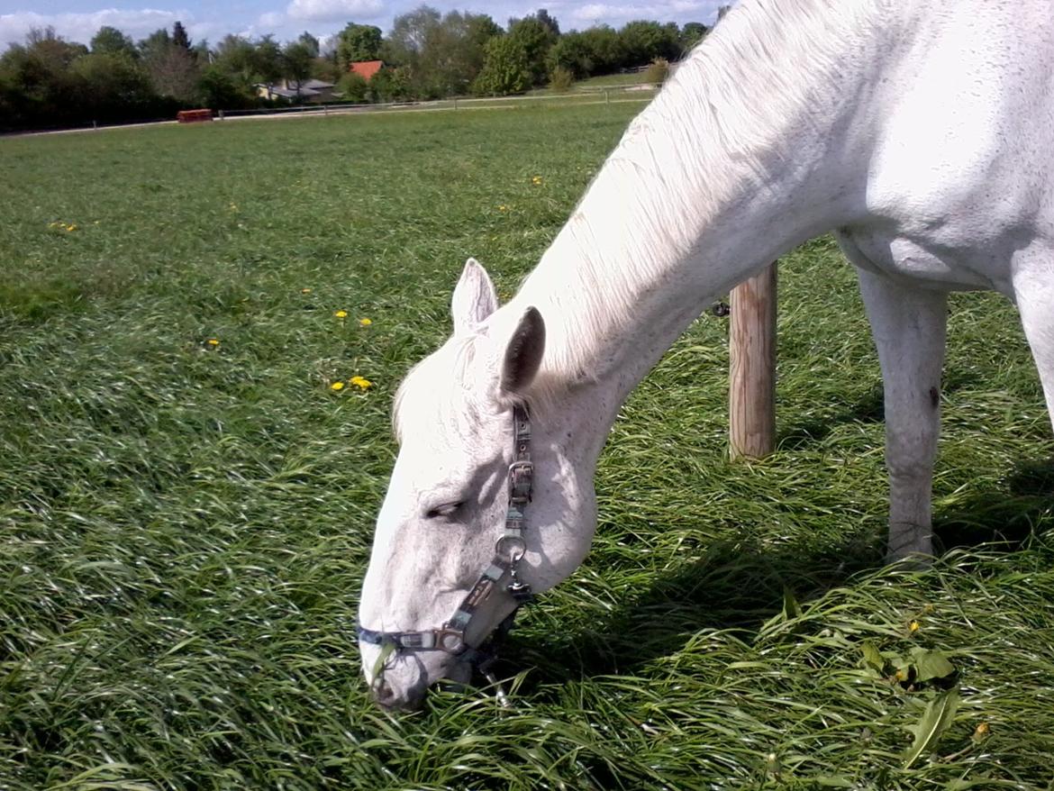 Dansk Varmblod Smirnoff (himmel hest <3) - jeg vil altid elske dig! Du er og vil altid være min bedste ven og min helt! <3;) billede 9