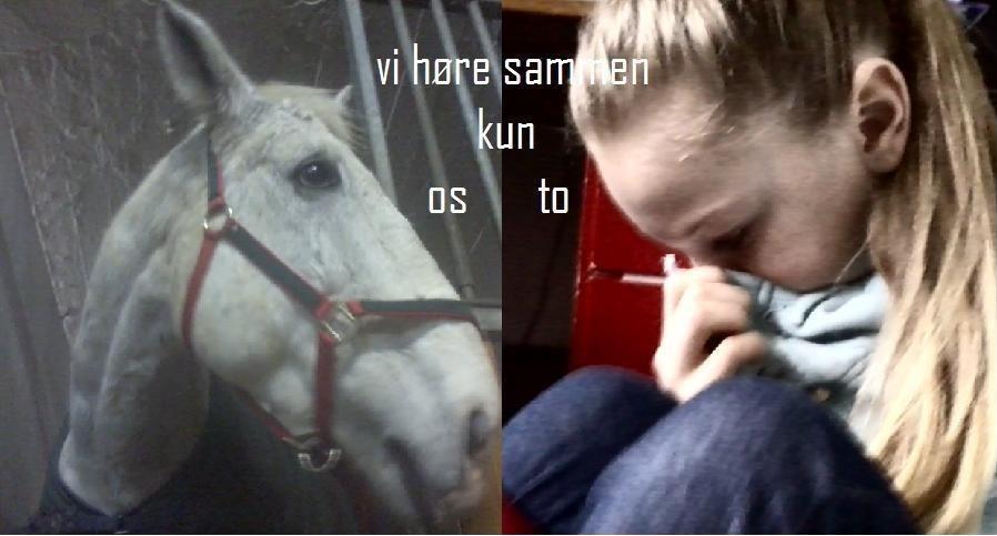 Dansk Varmblod Smirnoff (himmel hest <3) - dagen efter han blev sendt til himmellen  billede 10