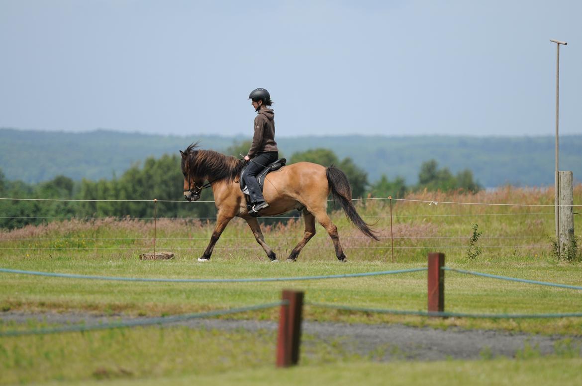 Anden særlig race Elli fra Skidbakka -  Foto: Jette N
 billede 3