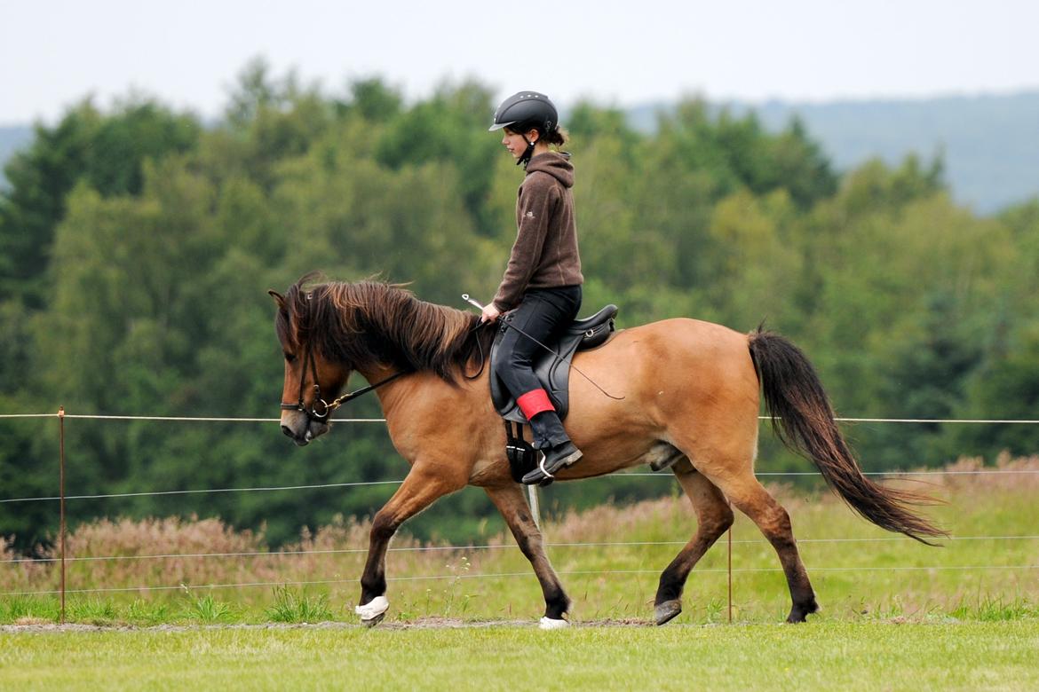 Anden særlig race Elli fra Skidbakka -  (Trav) Foto: Jette N  billede 4