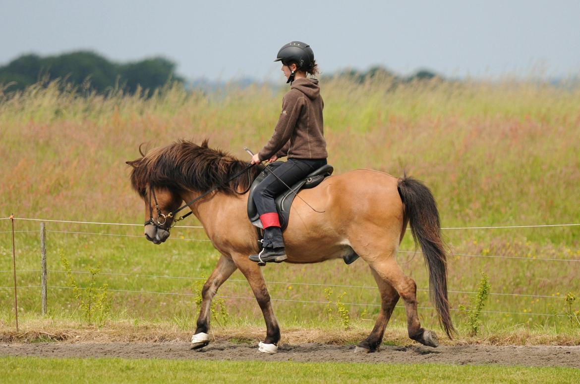 Anden særlig race Elli fra Skidbakka -  (Skridt). Foto: Jette N  billede 5