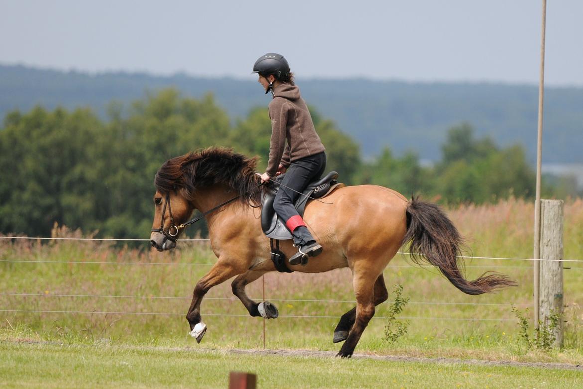 Anden særlig race Elli fra Skidbakka -  (Galop). Foto: Jette N  billede 6
