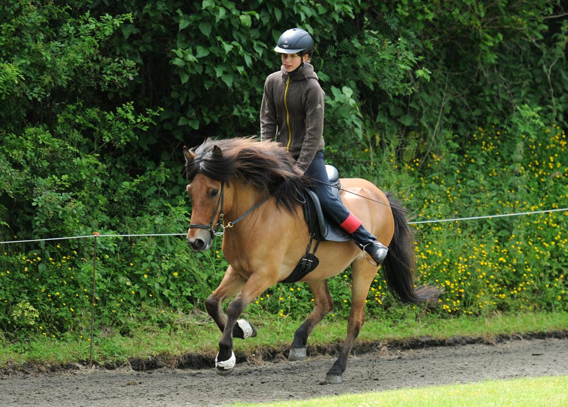 Anden særlig race Elli fra Skidbakka - Elli til microstævne med Frida (Galop). Foto: Jette N  billede 7