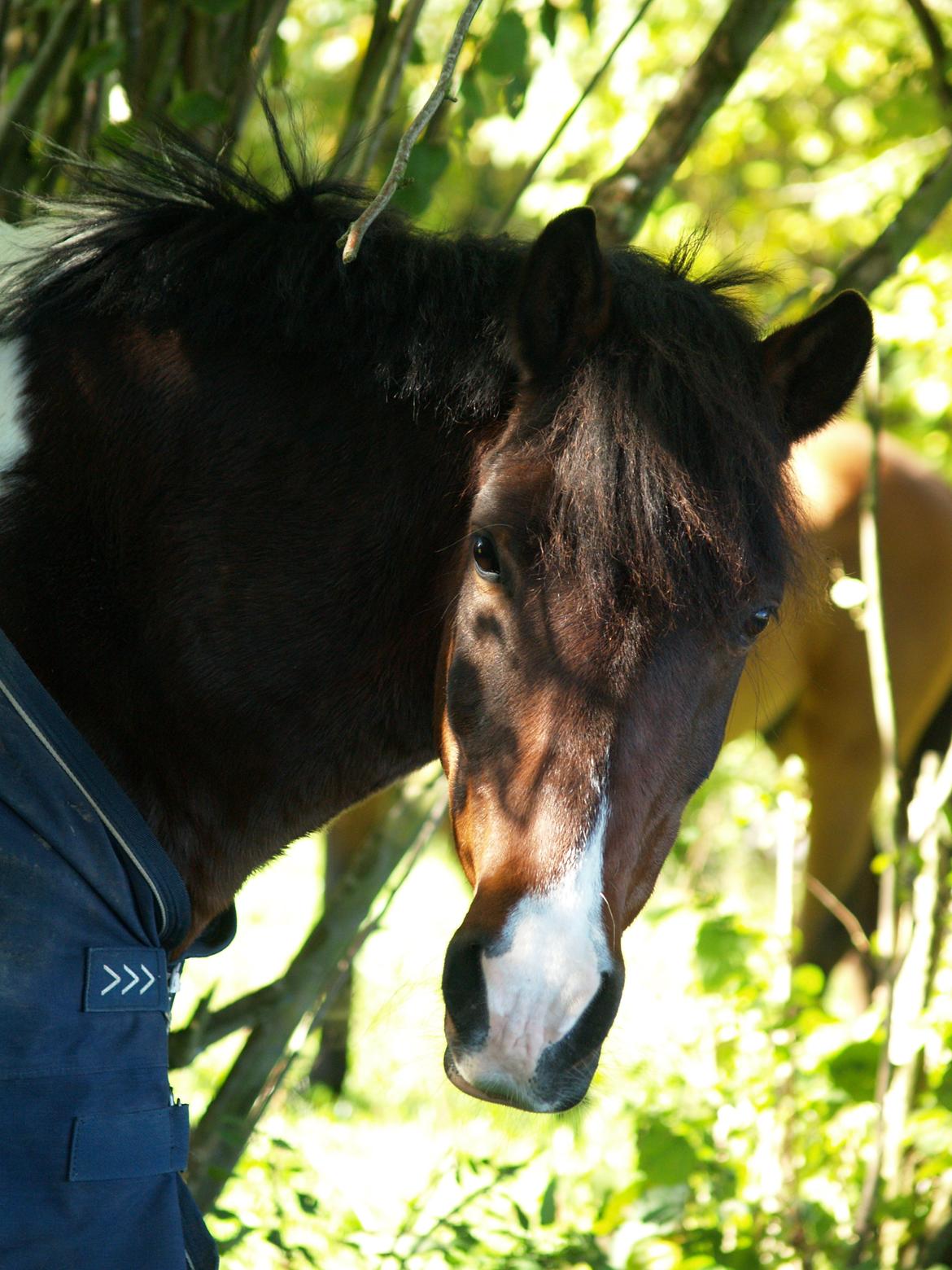 Pinto /Islænder   Futte - my heart<3 billede 18