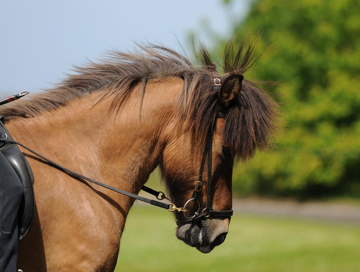 Anden særlig race Elli fra Skidbakka - Elli til microstævne med Frida. Foto: Jette N  billede 9