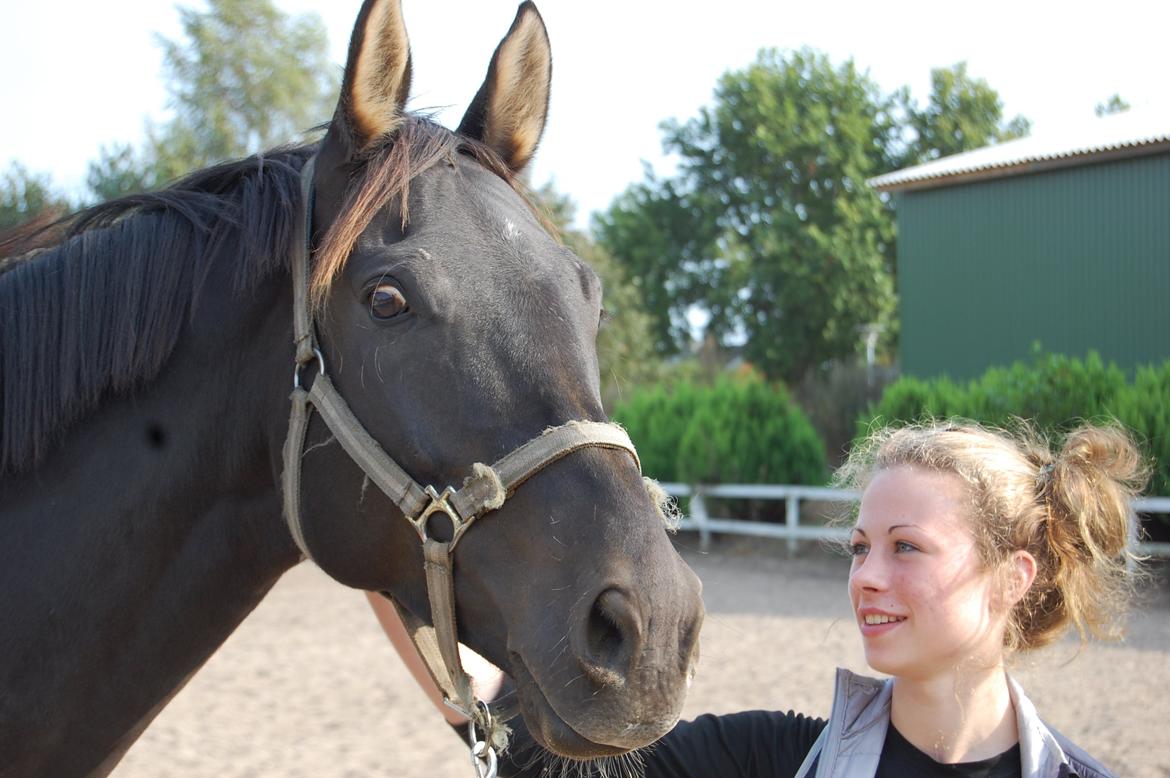 Trakehner Il Dollaro billede 1