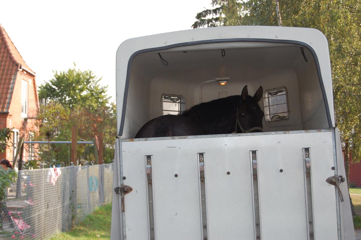 Trakehner Il Dollaro billede 2