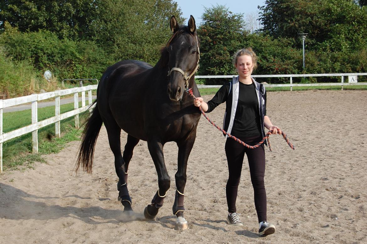 Trakehner Il Dollaro billede 3