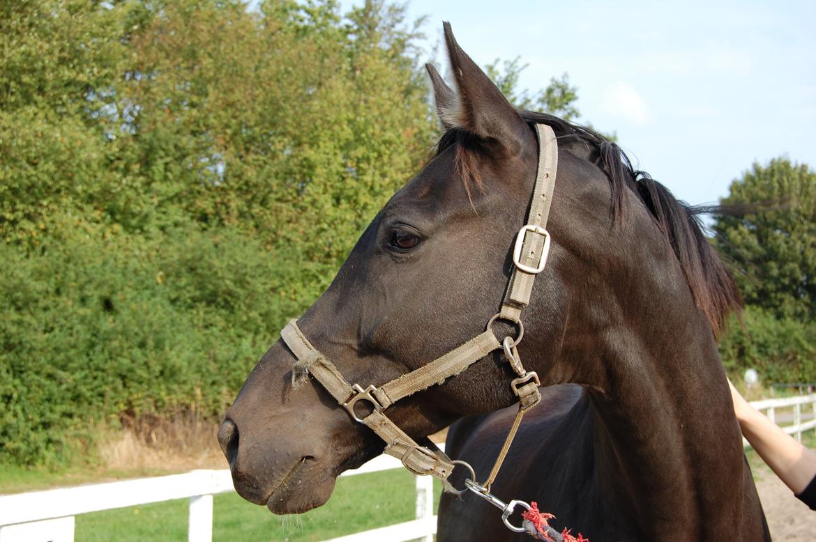 Trakehner Il Dollaro billede 4