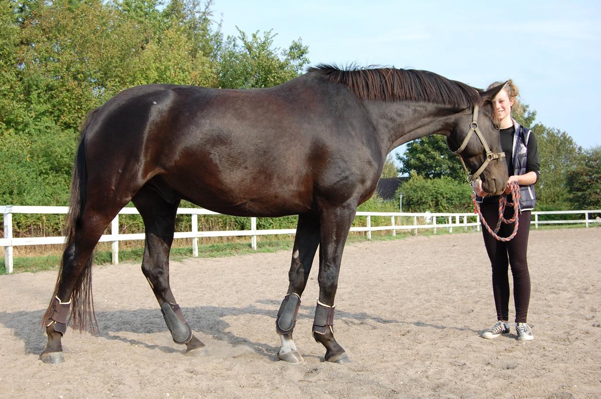 Trakehner Il Dollaro billede 5