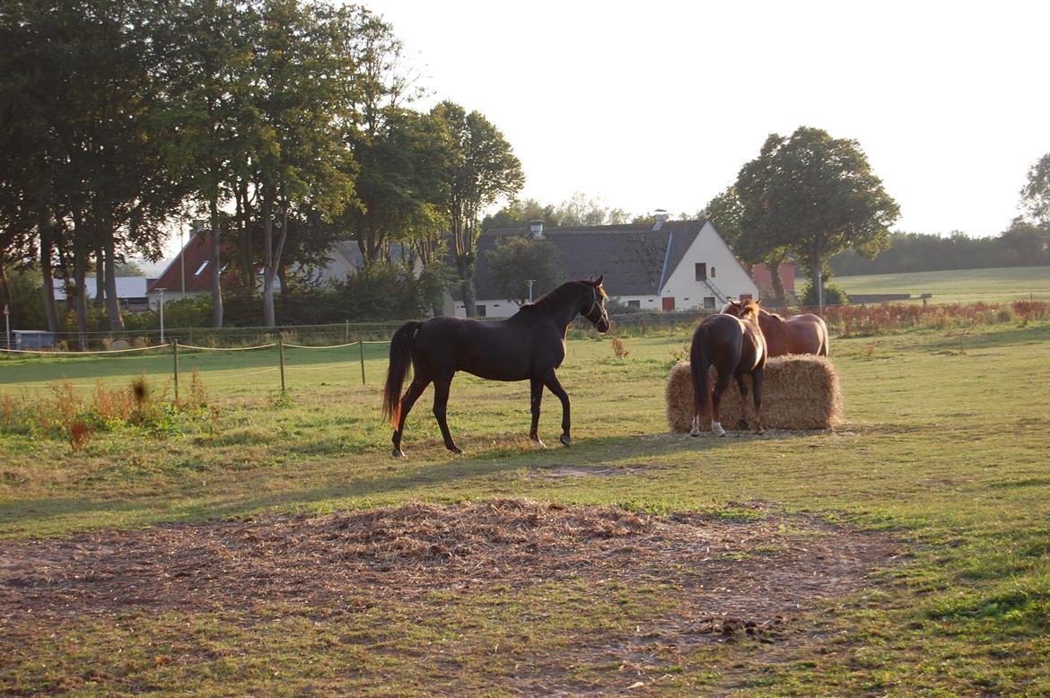 Trakehner Il Dollaro billede 6