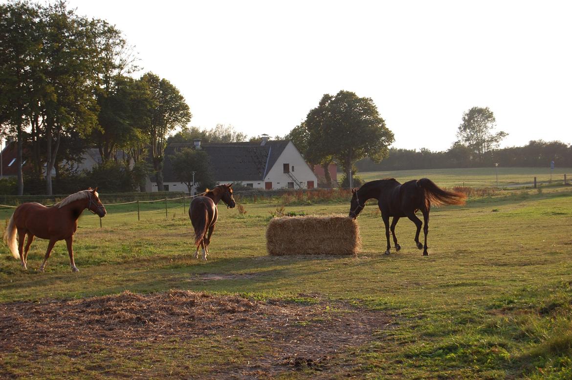 Trakehner Il Dollaro billede 7