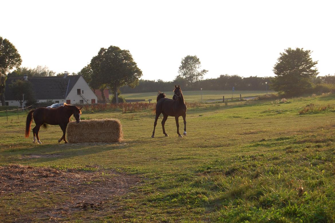 Trakehner Il Dollaro billede 8