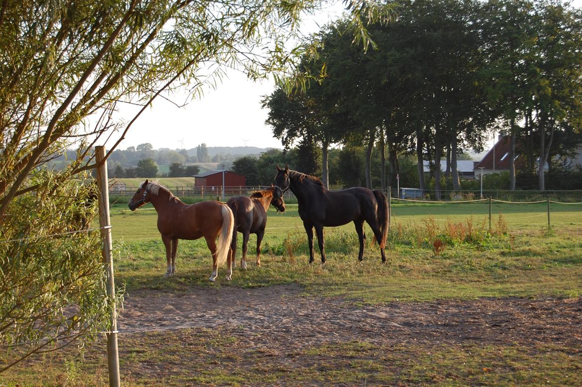 Trakehner Il Dollaro billede 9