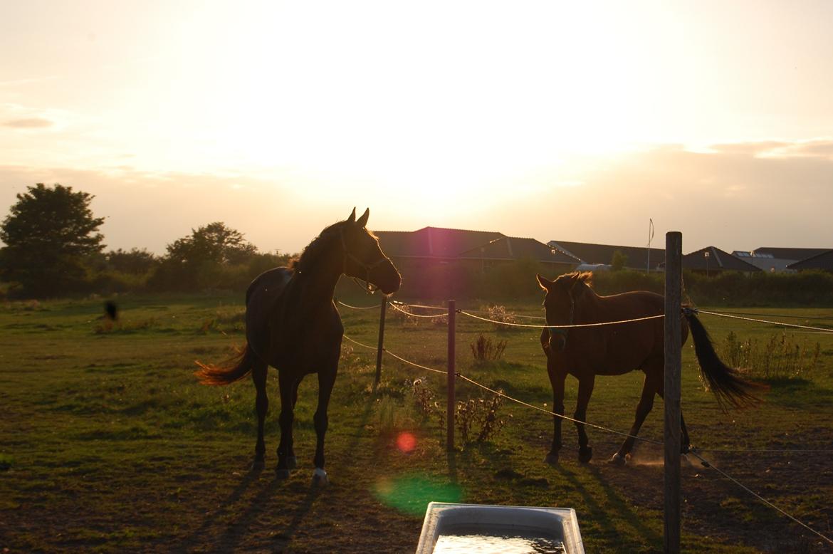 Trakehner Il Dollaro billede 10
