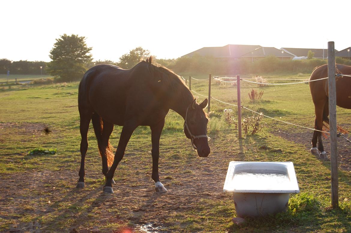 Trakehner Il Dollaro billede 11