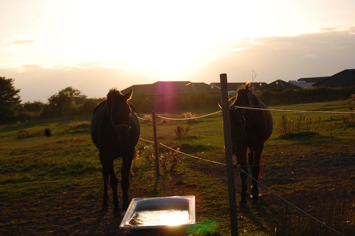Trakehner Il Dollaro billede 12