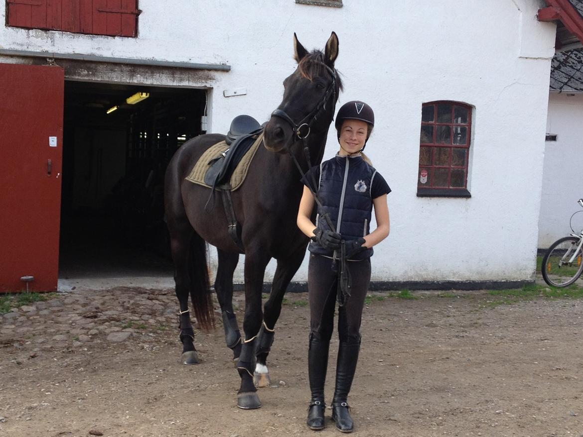 Trakehner Il Dollaro billede 13