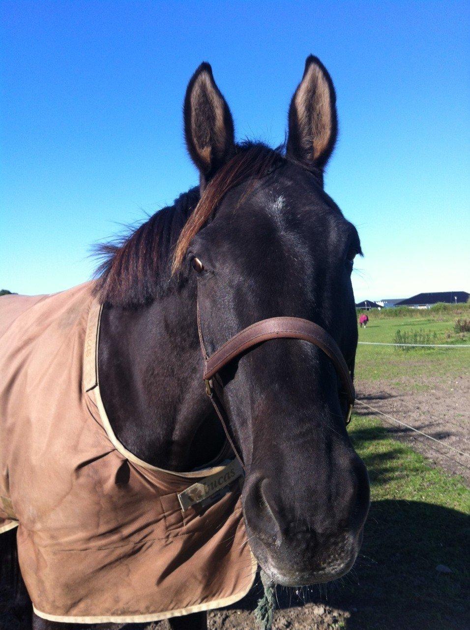 Trakehner Il Dollaro billede 14