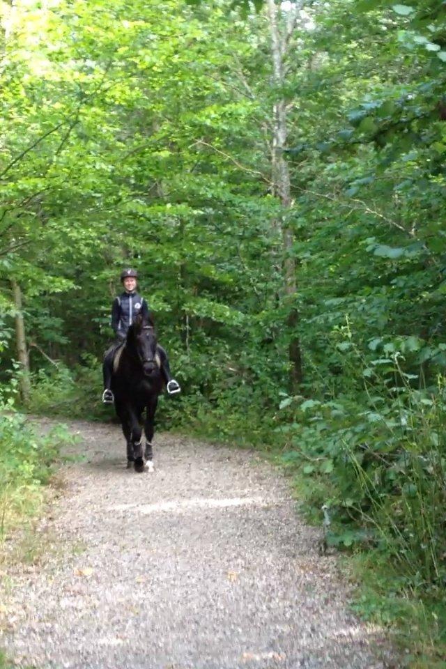 Trakehner Il Dollaro billede 15