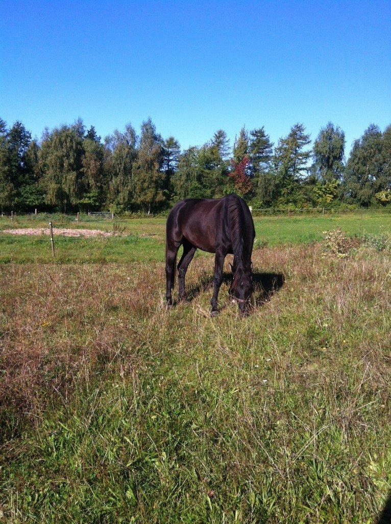 Trakehner Il Dollaro billede 16