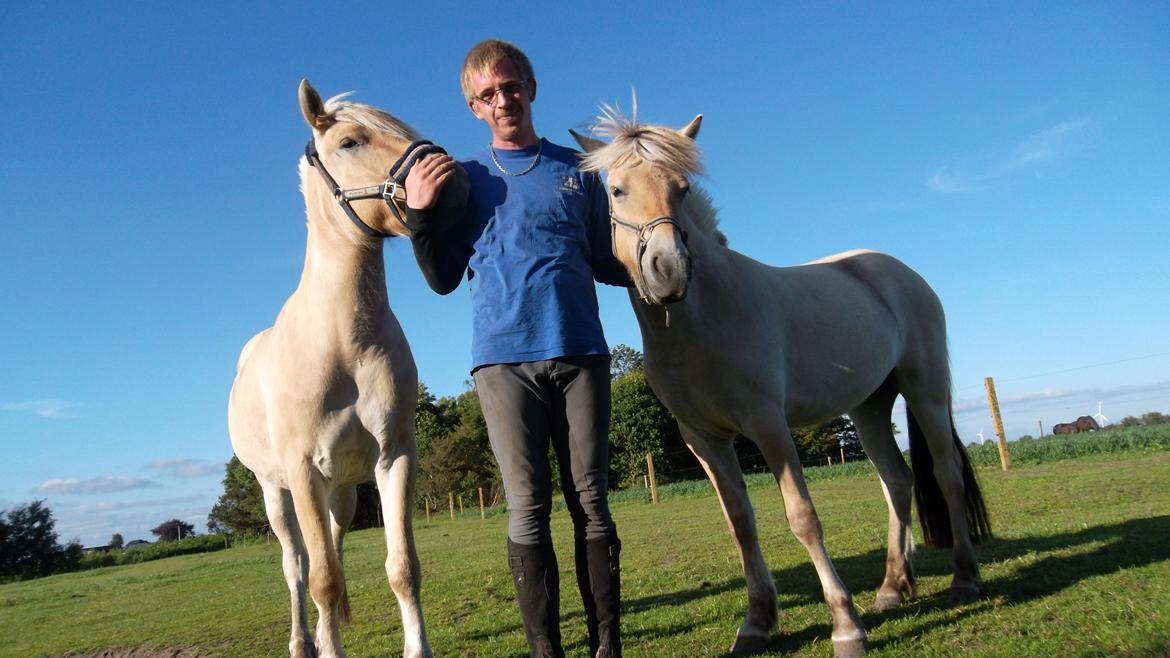 Fjordhest Ask billede 1