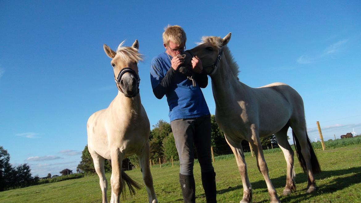 Fjordhest Ask billede 2