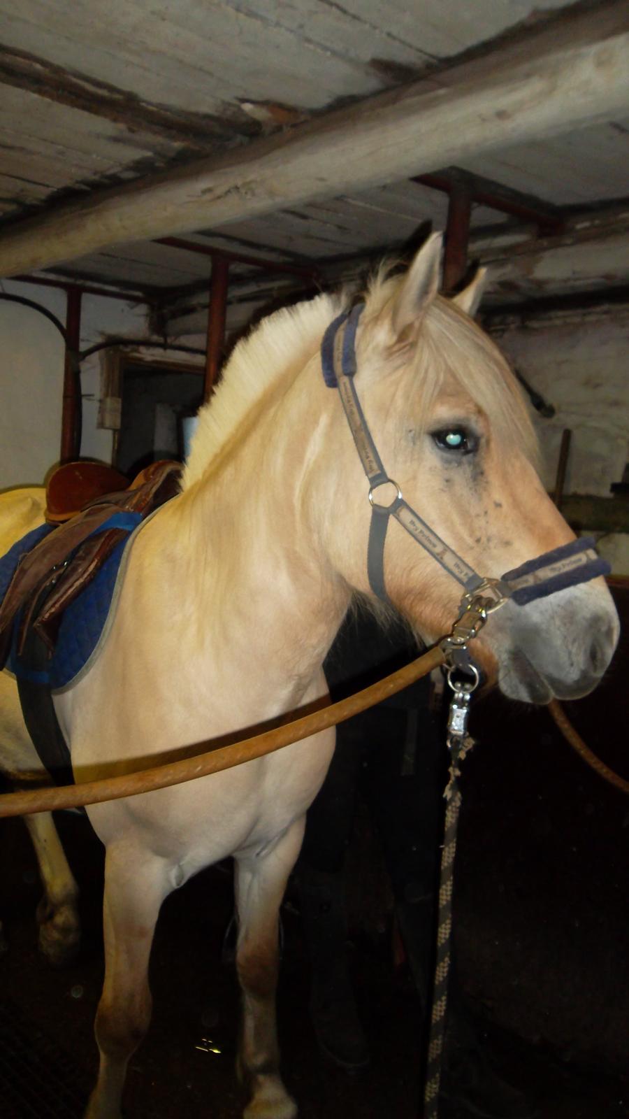 Fjordhest Ask billede 4