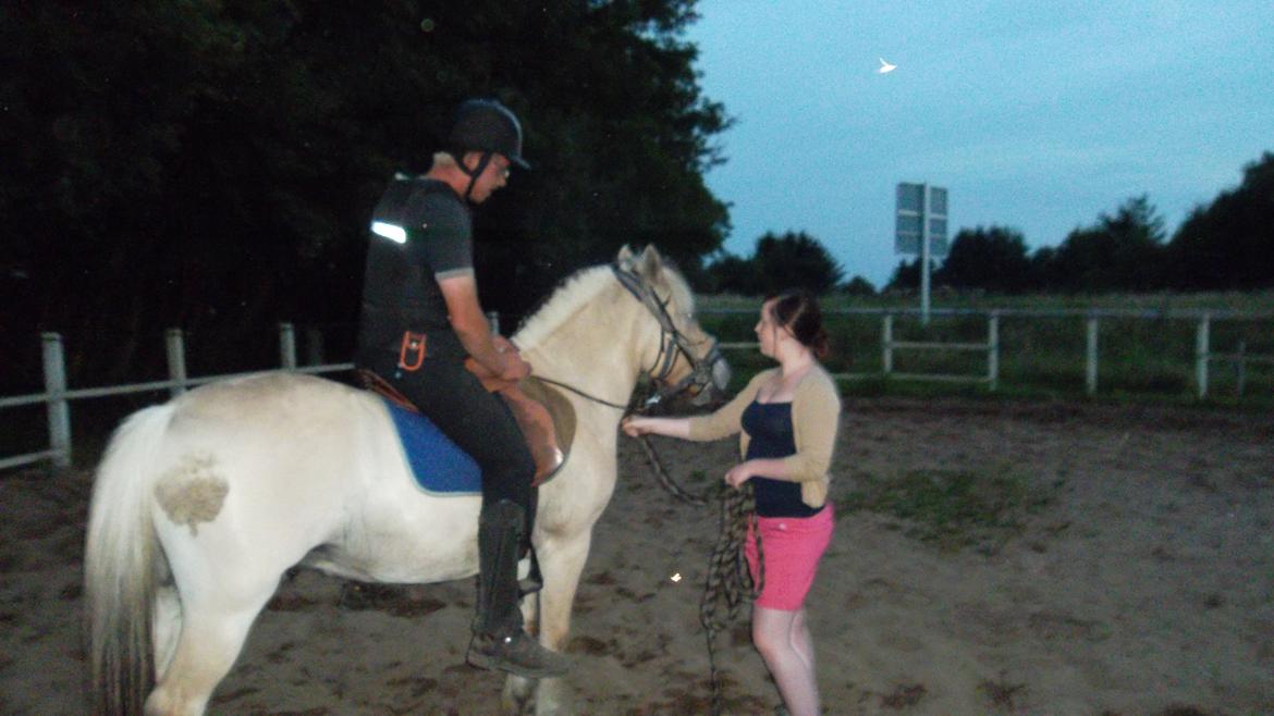 Fjordhest Ask billede 6