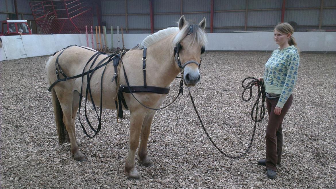 Fjordhest Ask billede 7