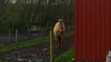 Fjordhest Ask billede 10