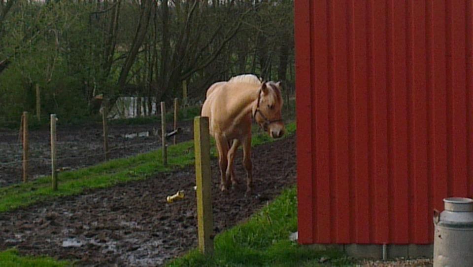 Fjordhest Ask billede 11