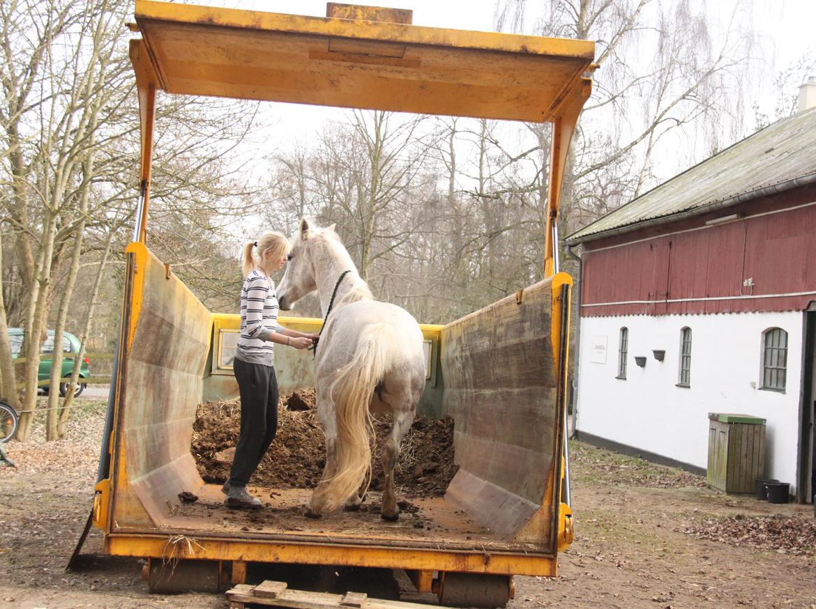 Anden særlig race Chiara - Mærkelig gul container... hvad gør Suzanne... går op i den sammen med Chiara. Chiara vrikkede ikke engang med ørene. Dejlige dyr. Taget med selvudløser billede 17
