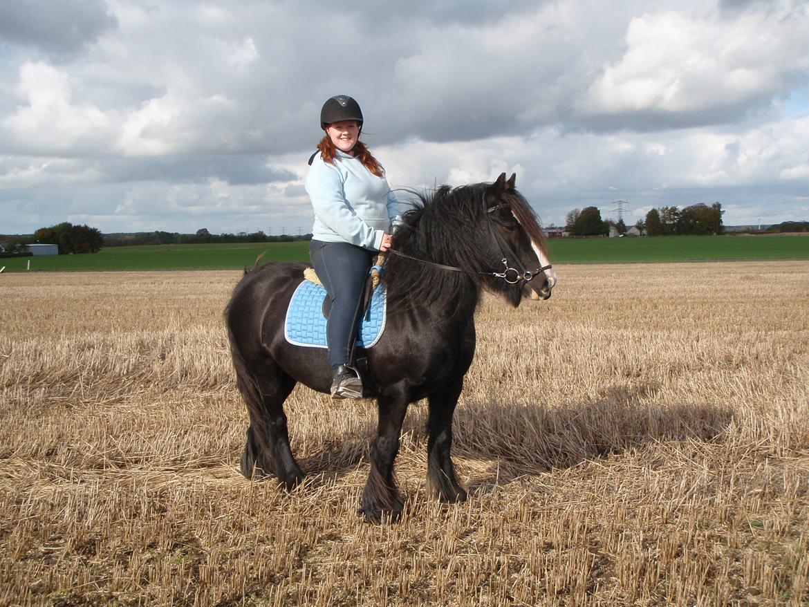 Irish Cob Zafir - Min lækre hårtot billede 4