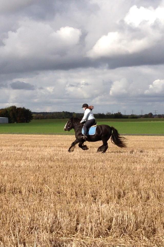 Irish Cob Himmelhest  Zafir - Jubiii :D billede 12