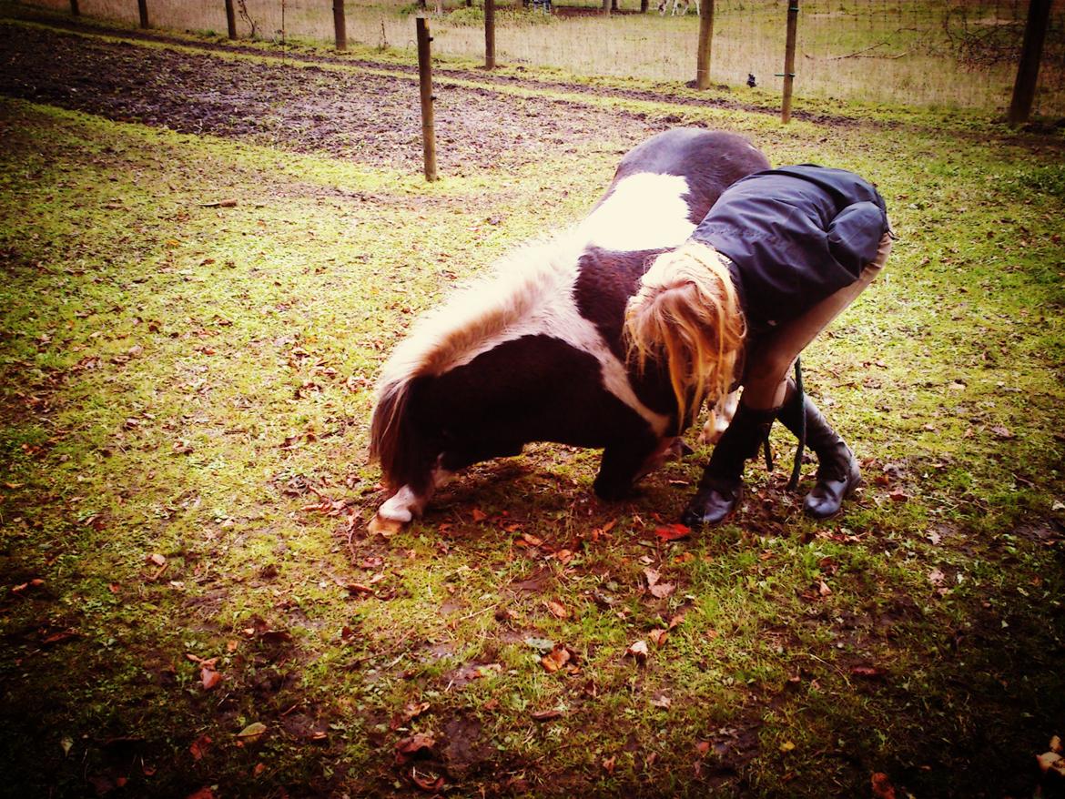Shetlænder Bandit - Lidt tricks kan vi også ;) billede 16