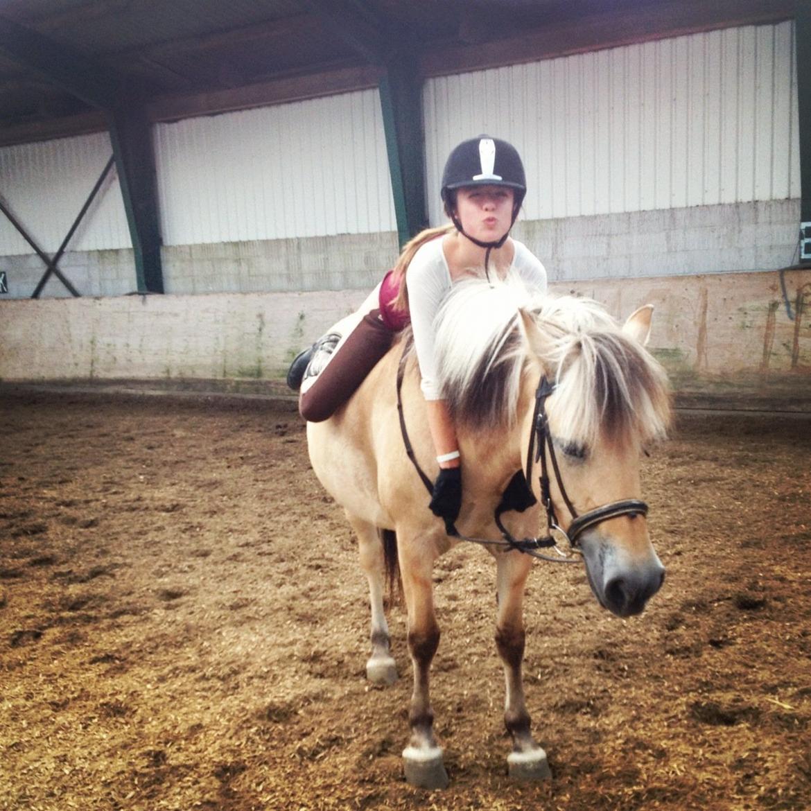 Fjordhest Safran [Tidl part] billede 1